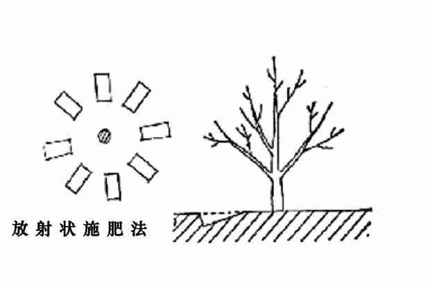 石榴树怎样施肥效果好？